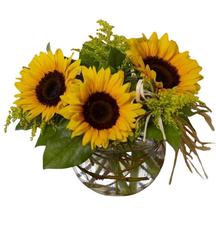 Sassy Sunflowers