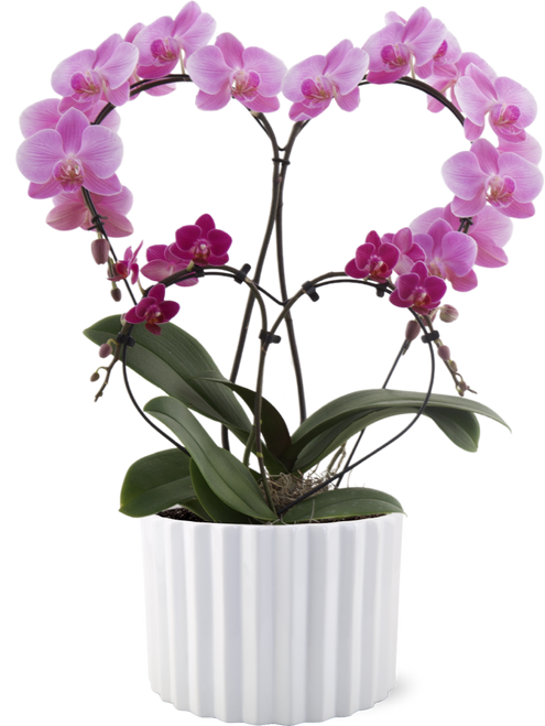 Two Hearts Orchid Plant