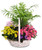 BLOOMING SPRING GARDEN BASKETS