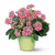 PINK KALANCHOE