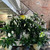 PEACE LILY - LUSH BLOOMING PLANT  Choose size!
