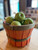 Granny Smith Apples (price per pound)