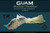 Guam Gift | Guam Souvenir | Home and Office Decor Poster | Island of Guam Topology Illustration