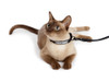 Cat on Collar and Leash