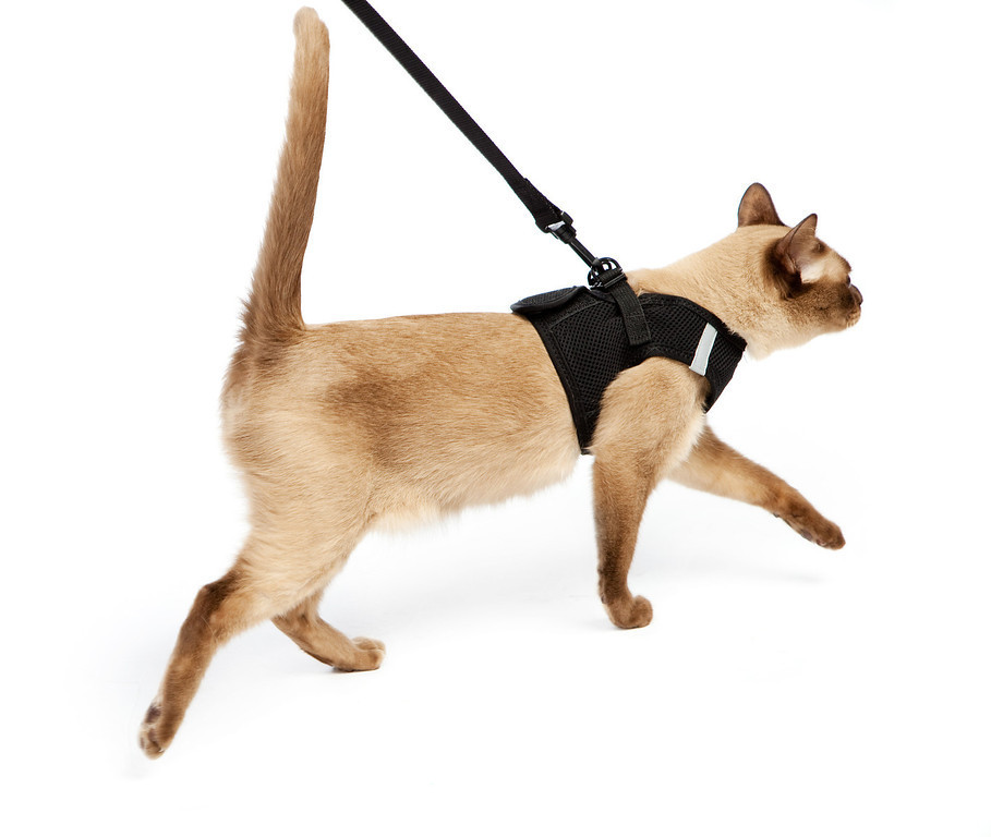Cat Harness with Leash Easy Step-in Design1
