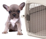 Biggest Mistakes to avoid Shipping a Pet By Air