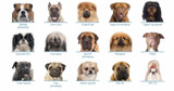 Airline Travel Tips for Snub Nosed Pets