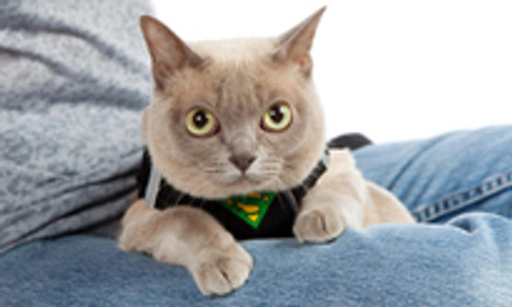Pets on Airplanes IN CABIN Video Pets on Airplanes IN CABIN Video