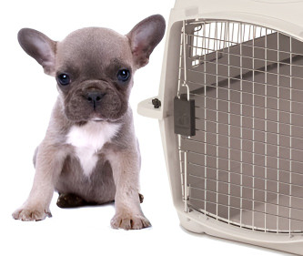 Biggest Mistakes to avoid Shipping a Pet By Air Biggest Mistakes to avoid Shipping a Pet By Air