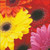 Gerber Daisies Counted Cross Stitch Pattern