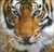 Tiger Stare Counted Cross Stitch Pattern