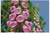 Foxgloves Counted Cross Stitch Pattern-PDF Download-Fox Trails Needlework