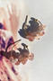 Ayaka Earrings - Rose Pink | Sage and Paige AUS.