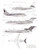 1/200 Scale Decal Western / Ansetta-Ana 737 / CP Air / Braniff International 727