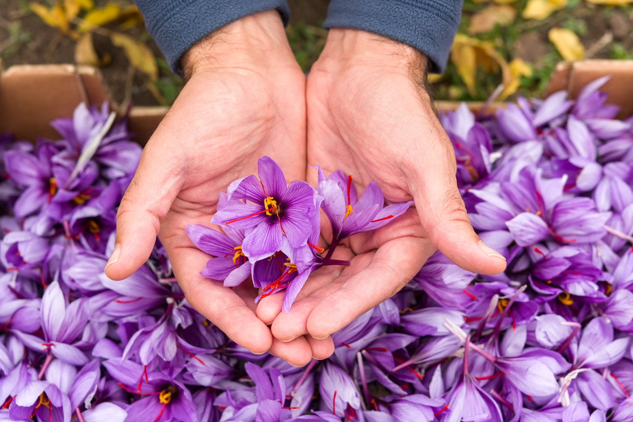 Why Afghan Saffron?