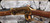 Consign - Winchester - 44-40Win - Model 1894 Cheyenne Edition - Lever Action - Walnut/Brass Receiver/Blued, 20"Barrel,  - unfired in original box - Serial Number CH05916