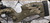 Consign - Sako - 308Win - TRG-22 - Custom Digital Desert Camo Stock/Blued Finish, 26"Threaded Barrel, picatinny rail - in orig.box