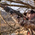 Vortex - Viper - Shotgun Enclosed Micro Green Dot - 3 MOA - VPR-SGMGD3-E