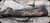 Consign - Browning - 7mmRM - X-Bolt Mountain Pro Long Range Burnt Bronze - Carbon Fiber Stock w/Accents/Burnt Bronze Cerakote Finish, 26"Spiral Fluted, Recoil Hawg muzzle brake, 1:8"Twist, Mfg# 035539227 - NIB