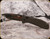 Benchmade - Presidio II - 3.72" Blade - CPM-S30V - OD Green Micarta Handle - Limited Edition - 570CAMO-2601
