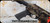 Consign - Adler Arms - 22LR - Model RF-224 TAC Rifle - FDE Camo Adjustable Stock w/M-LOK handguard/Blued, 11.7"Threaded(1/2x28) Barrel, Mfg# RF224TACFDC - c/w (2)factory & 1 extended magazine - only 200rds fired