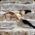 Levy's Leather - Ambush Series - 2" Polyester Sling w/Attached Swivels - Desert Digital Camo - S8S-DDC
