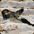 Levy's Leather - Ambush Series - 2" Polyester Sling w/Attached Swivels - Game Camo - S8S-GCM