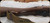 Consign - Tula Arsenal - 7.62x39 - SKS - Wood Stock/Blued, 20.25"Barrel, 1952 Manufacture, Hooded Post Front Sight, ladder Rear Sight, c/w Bayonet, Nylon sling,cleaning kit & 2 ammo pouches