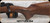 Consign - Browning - 7mmRemMag - X-Bolt Hunter Left Hand - Satin walnut checkered grip stock/Matte Blued, 26"Barrel, c/w 3-rnd Detachable Mag, Mfg# 035255227 - c/w Burris Bases, extra Browning Mag - 90rds fired - in orig.box
