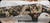 Consign - Remington - 12Ga/3.5"/28" - Versa Max Waterfowl Pro - Semi Auto Shotgun - Synthetic Stock, Realtree Max 5 Camo Finish, Vent Rib Barrel, (4)chokes, Mfg# 83205 - in original case