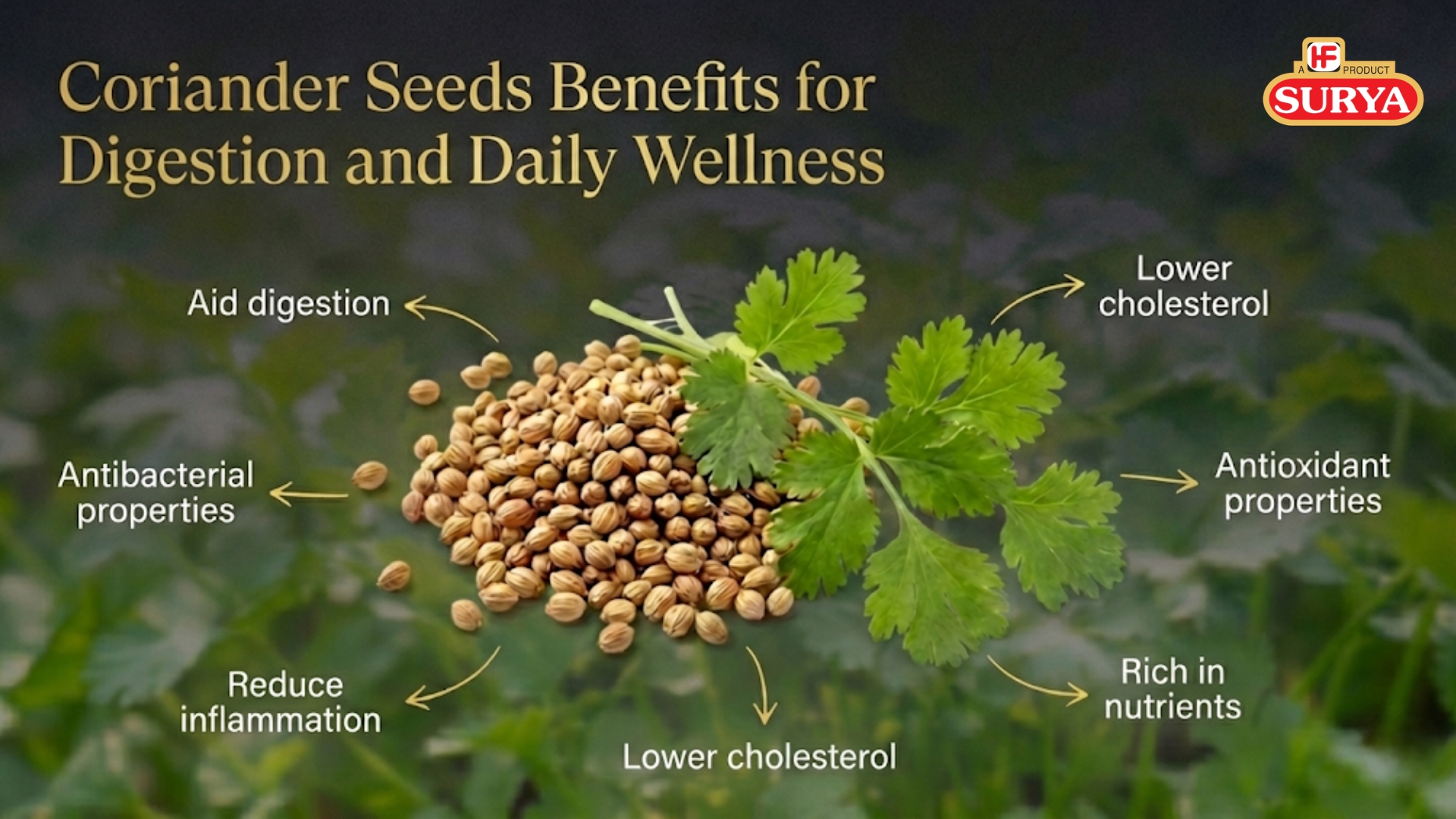 Coriander Seeds Benefits for Digestion and Daily Wellness -  www.suryamasale.com