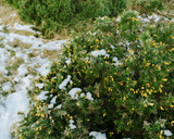 Winter Protection for Plants | Blog | Tarpaflex
