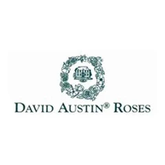 David Austin Roses