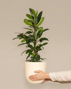 African Fig