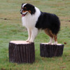 NatureDog Dog Park System - Stump Jump