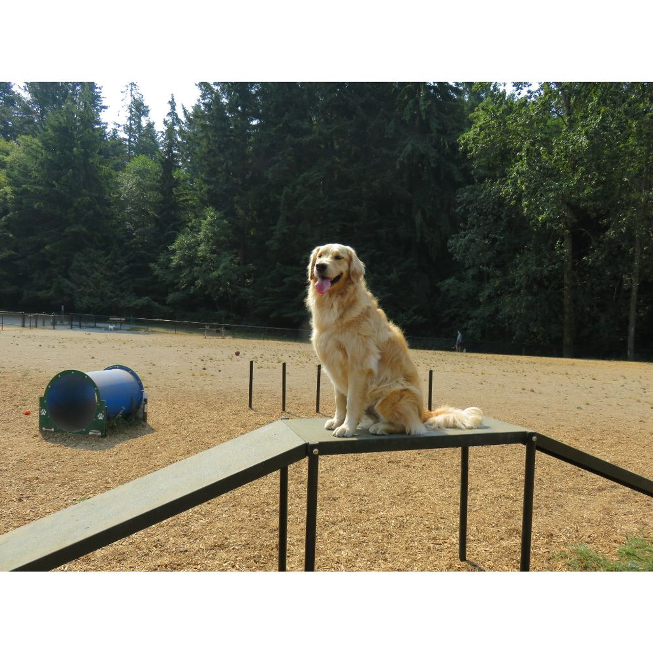 Dog Walk Ramp - green