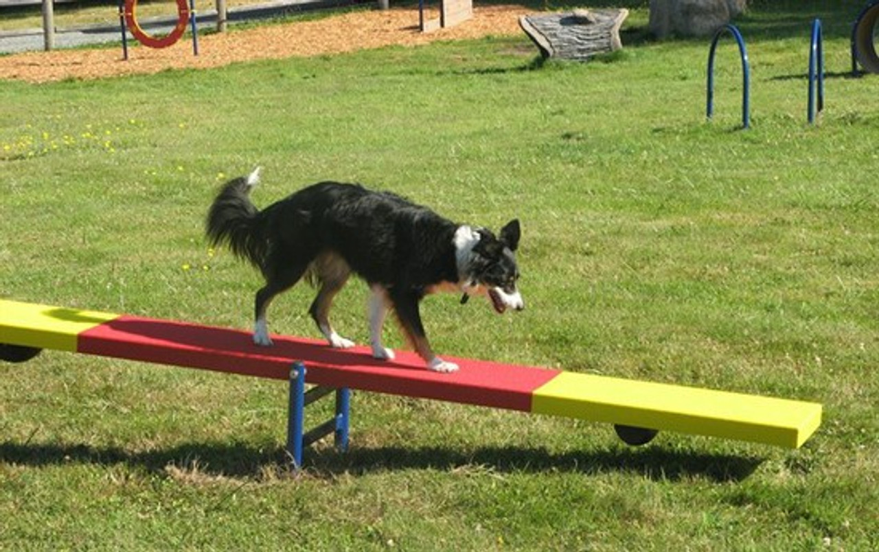 Dog Teeter Totter