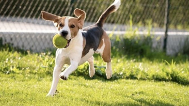 The Advantages of Adding a Dog Park To Your Community The Advantages of Adding a Dog Park To Your Community