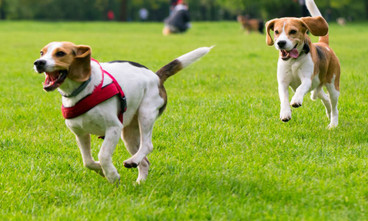10 Tips for Building a Dog Park in Your Community 10 Tips for Building a Dog Park in Your Community