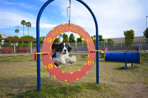 Adjustable Dog Tire Jump Adjustable Dog Tire Jump