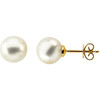 18 Karat Yellow 12mm Button South Sea Cultured Pearl Earrings