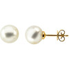 14 Karat Yellow Gold 12mm Button South Sea Cultured Pearl Earrings