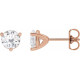 Moissanite Earrings in 14 Karat Rose Gold 5.5 mm Round Moissanite Earrings