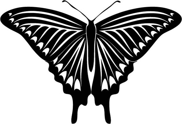 insect decals, butterfly decals, car decals, car stickers, decals for cars, stickers for cars, window stickers, vinyl stickers, vinyl decals