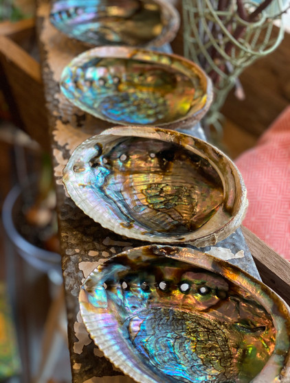 Abalone Shell