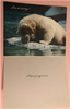 Polar Bear - Apology Card