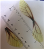 Yellow/Black Dragonfly Wings 20ct