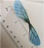 Blue/Black Dragonfly Wings 20ct