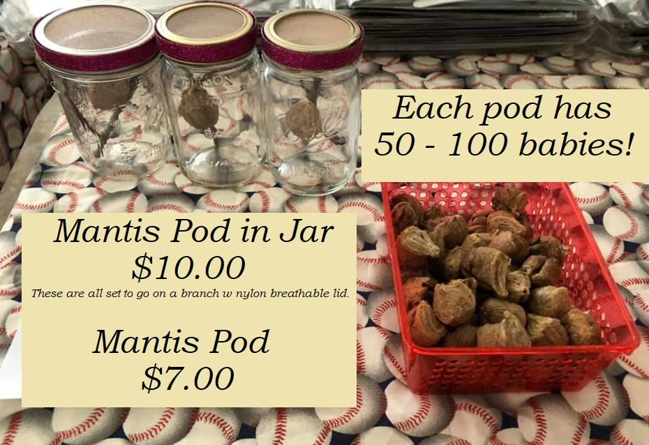 Praying Mantis Pods