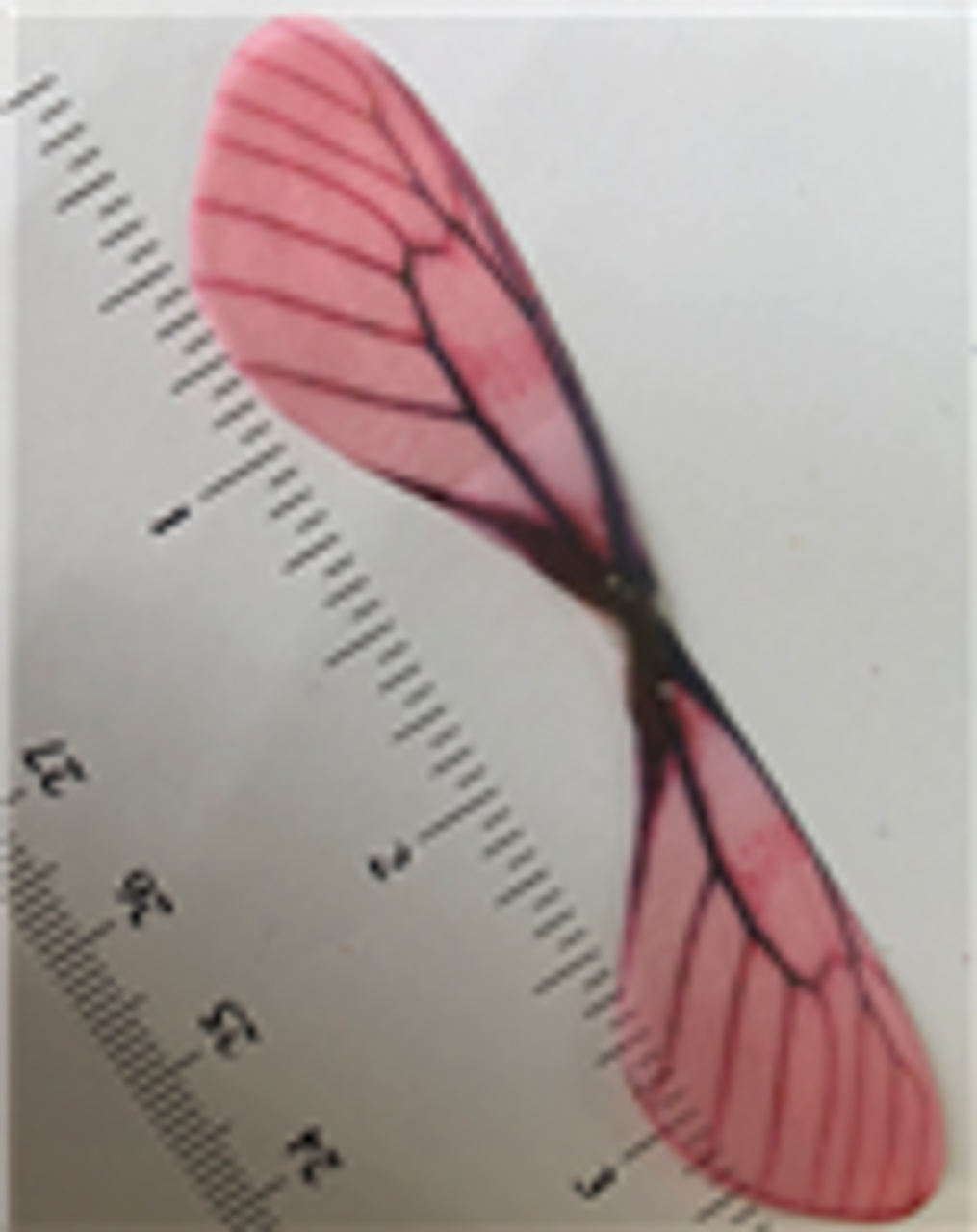 Pink/Black Dragonfly Wings 20ct